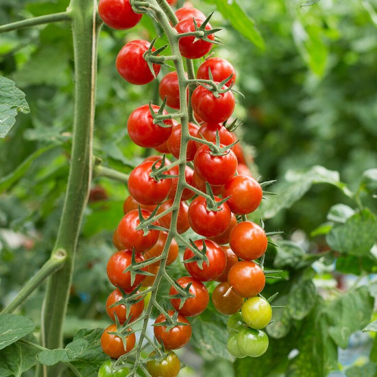 Boster Fruit: Il Segreto per un Ingrossamento Eccezionale dei Pomodori!